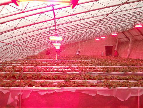供应蘑菇生长灯产品供应北京哪里有猴头菇助长灯