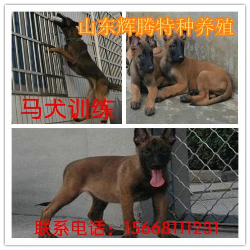 济宁市河北什么地方有训练马犬的厂家供应河北什么地方有训练马犬的