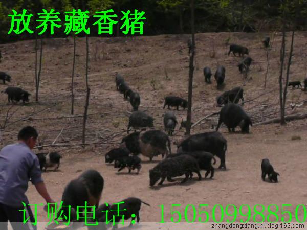 供应北京藏香猪养殖