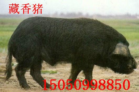 供应藏香猪批发 江苏藏香猪价格 藏香猪养殖