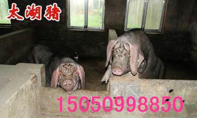 蚌埠太湖母猪价格批发