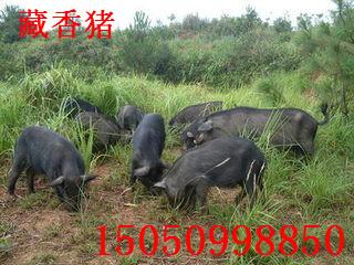 供应云南藏香猪供应