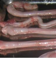 供应芦溪县有售冷冻羊鞭羊腿肉图片