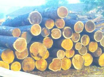 供应法国木材进口清关代理，广州黄埔港木材进口报关公司