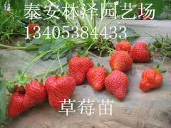 泰安市直销供应草莓苗厂家