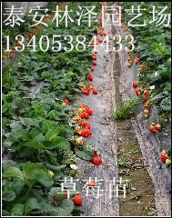 供应湖北草莓苗