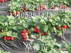 供应山东草莓苗