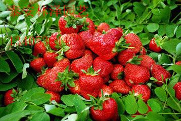 供应大量出售丰香草莓苗