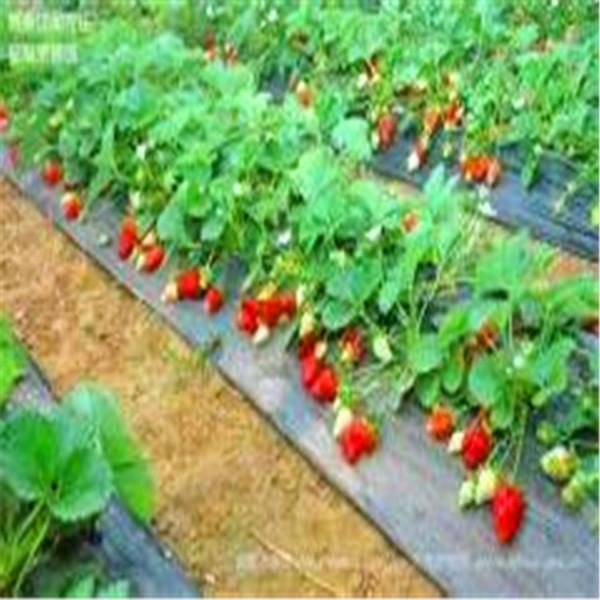 供应草莓苗新品种，广东草莓苗新品种供应商，四川草莓苗新品种哪里有