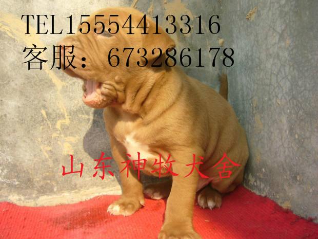 供应九江哪有卖比特犬的，比特犬养殖基地，比特犬价格