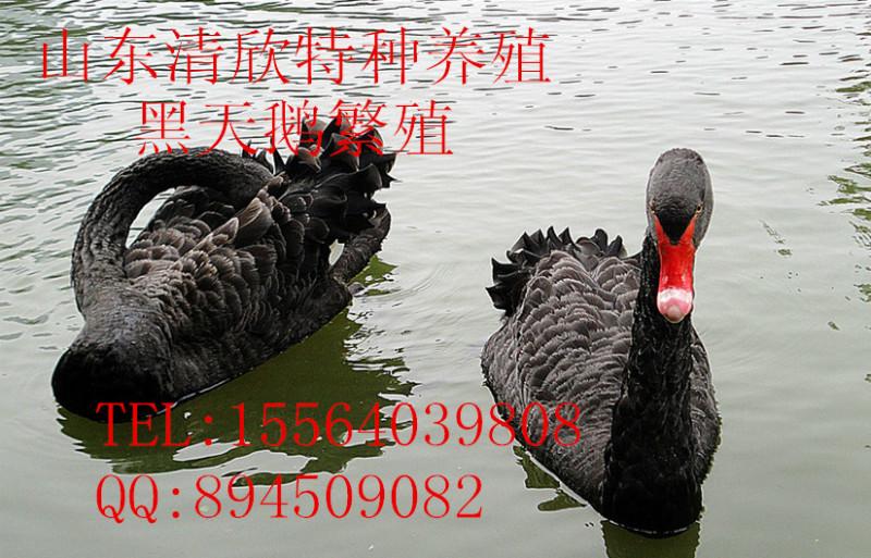 菏泽市黑天鹅多少钱一只厂家供应黑天鹅多少钱一只，黑天鹅养殖场、黑天鹅种苗、黑天鹅价格、