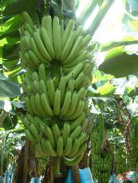 香蕉进口批发