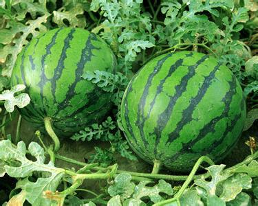 供应用于食用的优质西瓜无籽西瓜有籽西瓜龙卷风西
