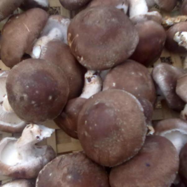 香菇提取物厂家供应库存处理批发
