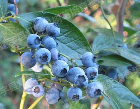 供应蓝莓苗低价出售蓝莓苗