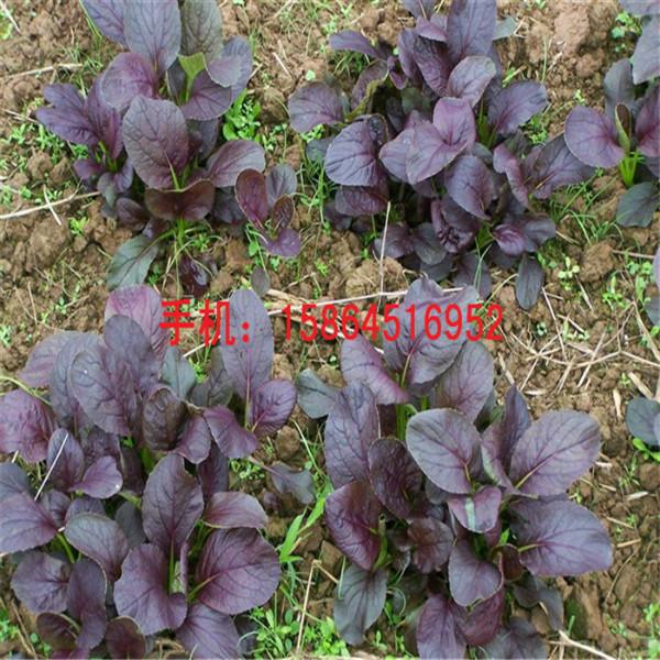 供应紫油菜种子紫色油菜