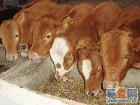 供应鲁西黄牛供种基地山东肉牛养殖场