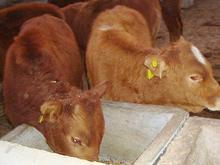 供应鲁西牛肉牛犊，鲁西牛肉牛犊养殖，鲁西牛肉牛犊批发商