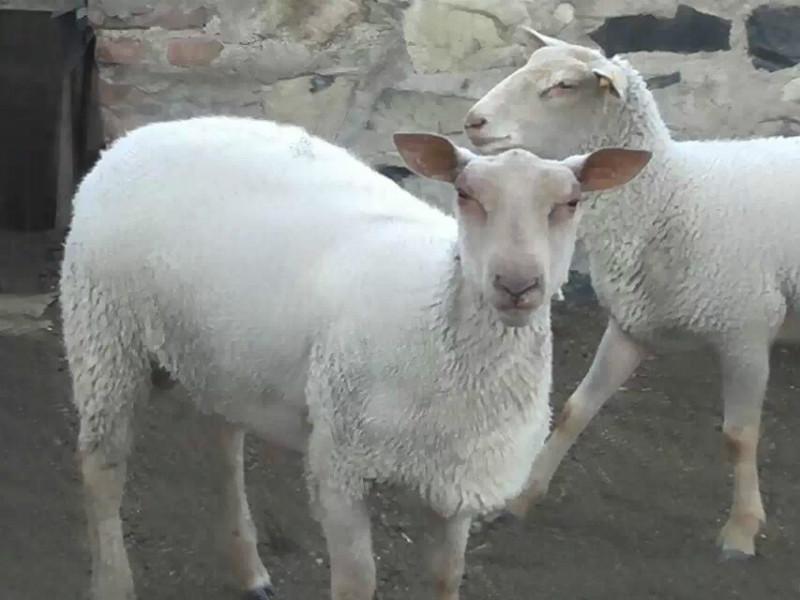 供应夏洛莱羊养殖，夏洛莱羊价格，夏洛莱羊批发