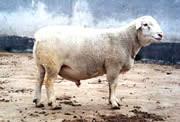 供应夏洛来羊养殖技术夏洛莱羊价格图片