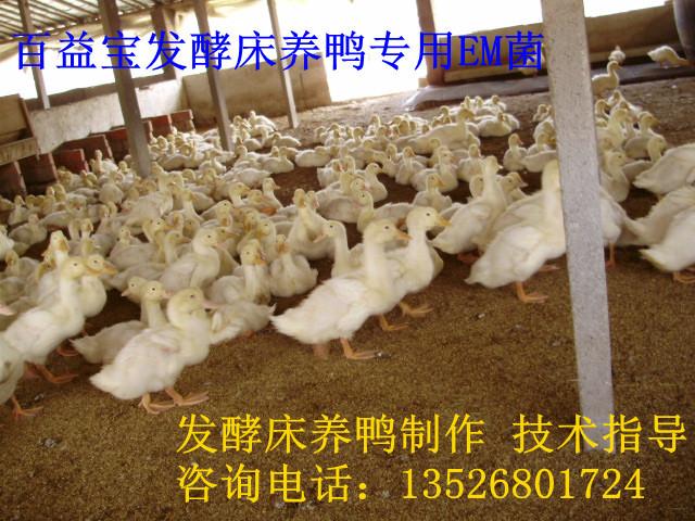 供应生态发酵床养鸭专用EM菌种 百益宝EM菌厂家发酵床专业技术指导