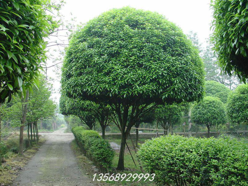 供应成都温江18--20公分大桂花树出售