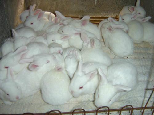 供应獭兔养殖成本养殖技术  獭兔种兔今年的价格