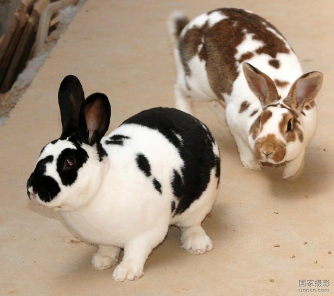 供应獭兔 獭兔种兔 养兔子注意什么问题 养兔赚钱吗