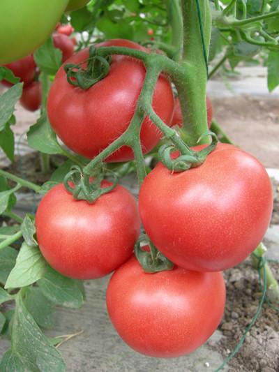 高质量番茄种子批发