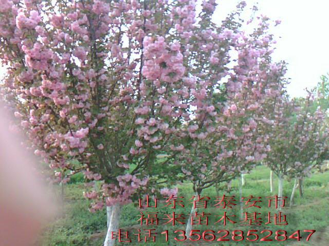 供应樱花树苗，樱花树价格，樱花树种植，电话13562852847图片