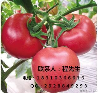 供应北京优质番茄种子西红柿种子河北番茄种子山东红果番茄蔬菜种子图片