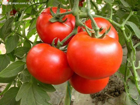 供应山西西红柿种植基地 露天西红柿基地 西红柿价格 批发西红柿 西红柿品种齐全图片