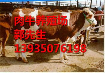 供应奶牛养殖场/奶牛价格/奶牛犊价格