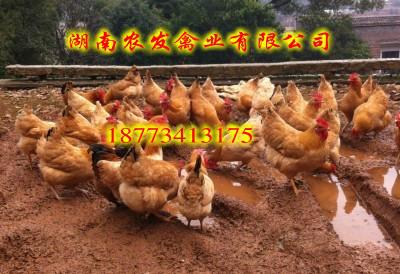衡阳市湖南土鸡苗哪里有出售三黄土鸡苗批厂家