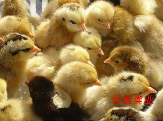 湖南衡阳长发禽业孵化有限公司