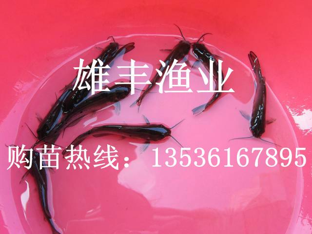 供应广东大量优质斑点叉尾鮰鱼苗，叉尾鮰鱼苗价格