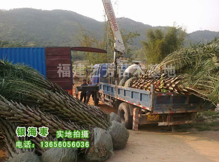供应中东海枣银海枣杆高1-6米产地价格