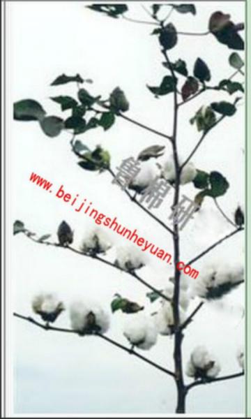 供应棉花种子新疆棉花种子图片