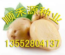 北京市甘肃土豆种子厂家供应甘肃土豆种子