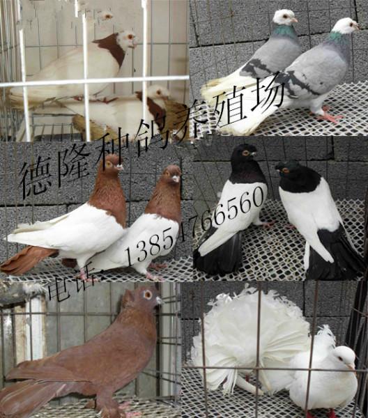 供应新疆观赏鸽养殖(图)