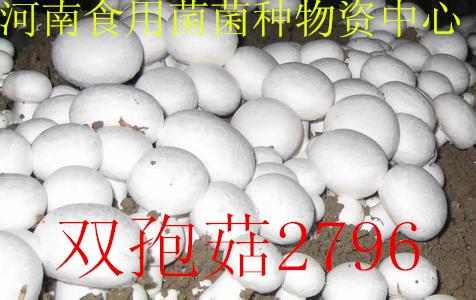 供应食用菌蘑菇菌种——蘑菇2796一级母种食用菌蘑菇菌种蘑菇27图片