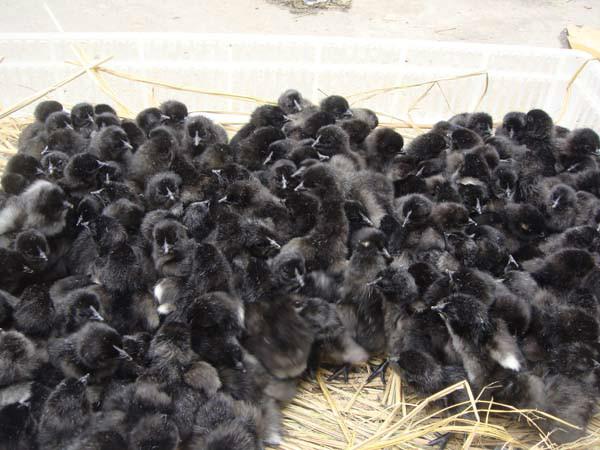 供应黑乌鸡，黑乌鸡价格，黑乌鸡养殖场