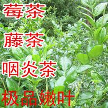 供应嫩芽藤茶，嫩芽藤茶价格，嫩芽藤茶批发，嫩芽藤茶生产厂家