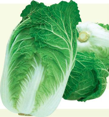 优质白菜迷你小白菜种子农科院一品蔬菜种子精研北京新三号白菜种子图片