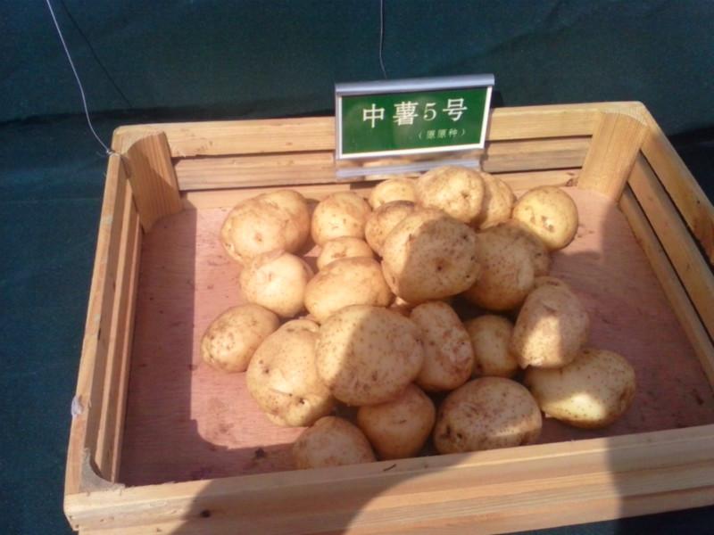 黑龙江土豆价格行情批发