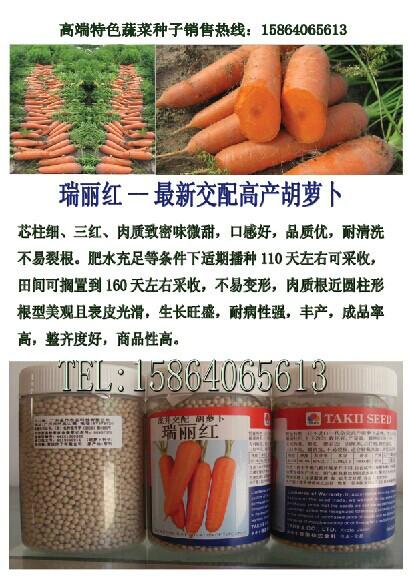 供应高端进口水果红冠胡萝卜种子，超级瑞丽红红冠胡萝卜种子，图片