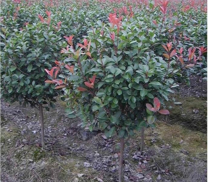 供应江苏扬州精品红叶石楠树苗性价比高，红叶石楠苗木品质优良