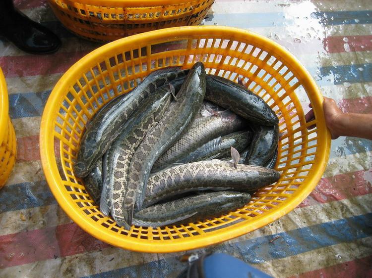 供应海南良种生鱼苗批发,良种生鱼苗出售，良种生鱼图片