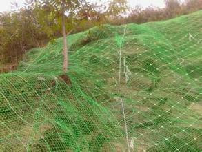 供应边坡防护绿化  边坡防护绿化种植