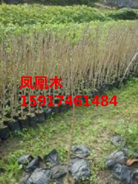 供应用于绿化种苗的广州凤凰木30公分起